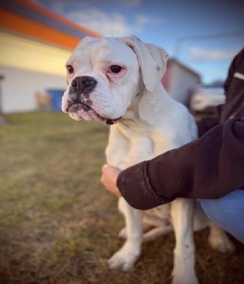 Boxer - weisse Huendin mit FCI Papieren