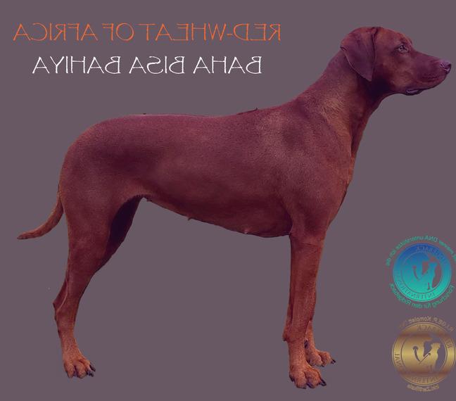 Rhodesian Ridgeback Welpen komplett mit Gen-Test + VERHALTENSGENE PREMIUM ZUCHT