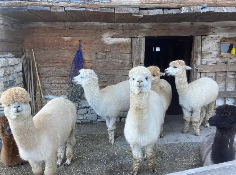 Alpaka Hengste neu platzieren