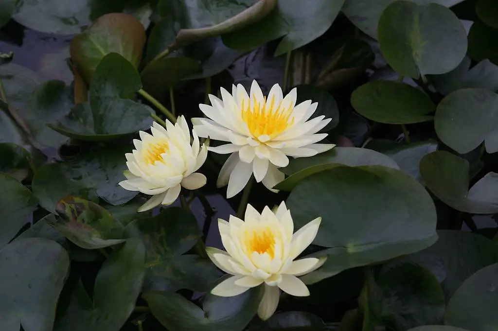 Seerose Teichpflanze Nymphaea "Lemon Mist"