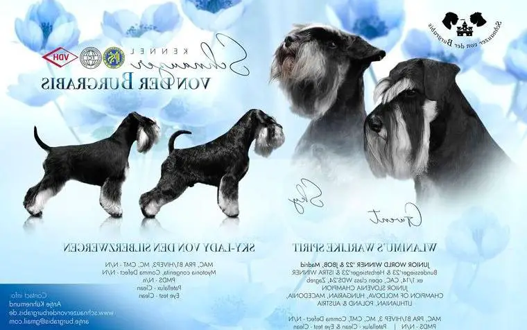 Zwergschnauzerwelpen schwarz silber