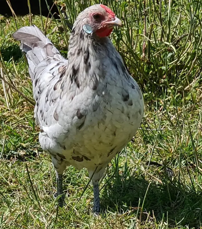 Junghennen, Zwerg Rheinländer Splash oder schwarz