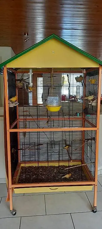 Kanarienvögel mit Käfig