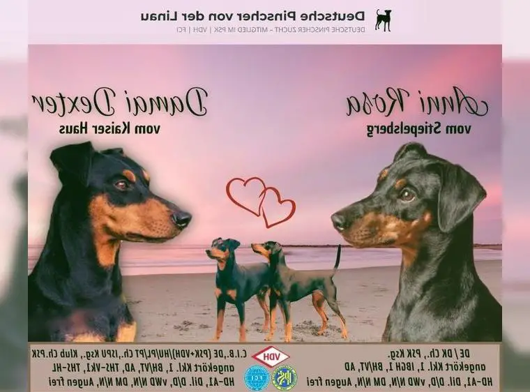 Deutscher Pinscher Welpen-Wurfankündigung mit besonderer Ahnentafel