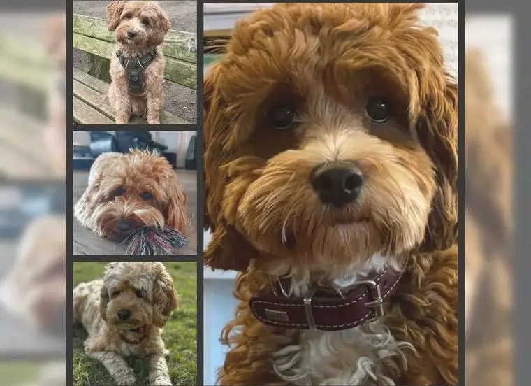 Havapoo (wie Maltipoo) - traumhafte Welpen in süssen Farben aus aus überprüfter Hausaufzucht...