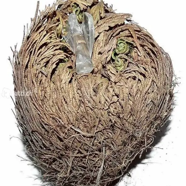  Rose von Jericho mit Engelchen Bergkristall