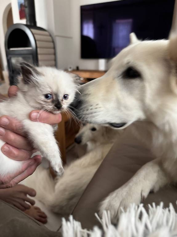 Zauberhafte Heilige Birma Mix Kitten