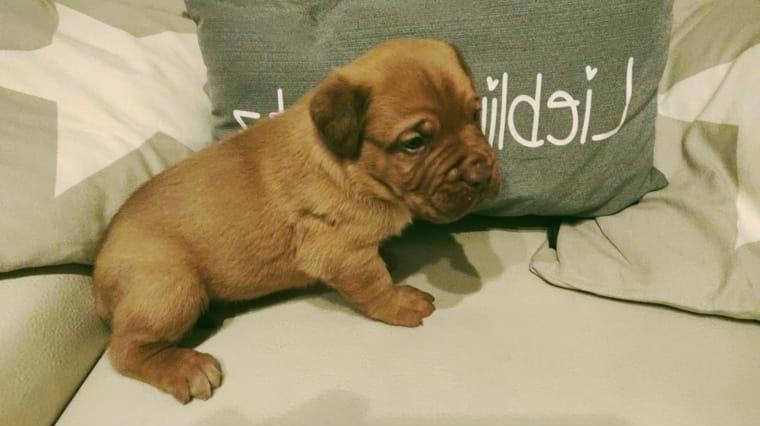 Bordeaux Doggen Welpen