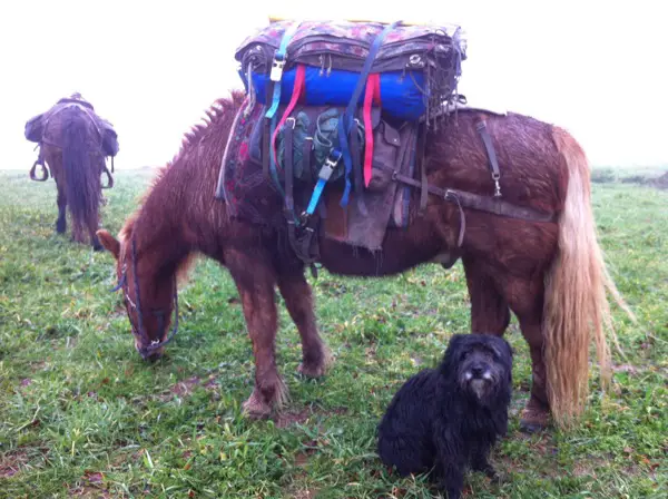 Schabracke Filz für Packsattel