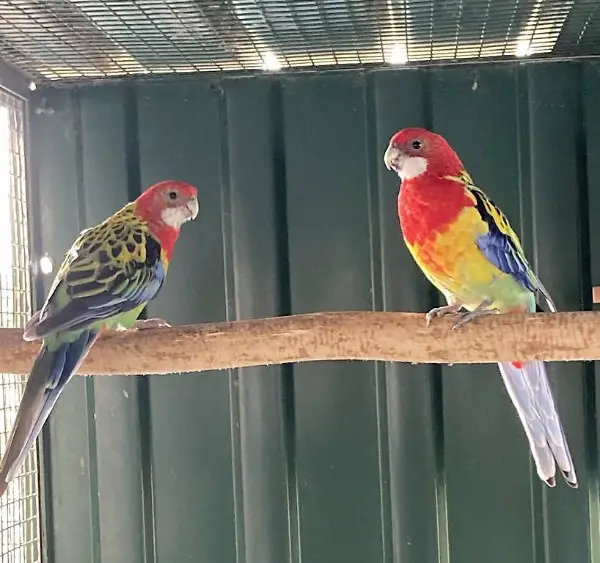 A vendre couple de perruches omnicolores