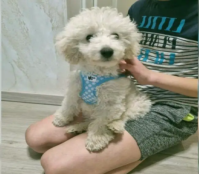 Zwergpudel/ Pudel Welpen