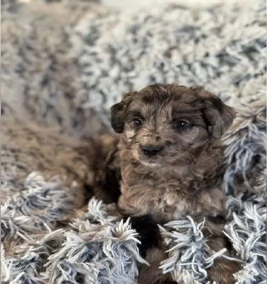 Zuckersüsse Havapoo wie Maltipoo, Toypudel