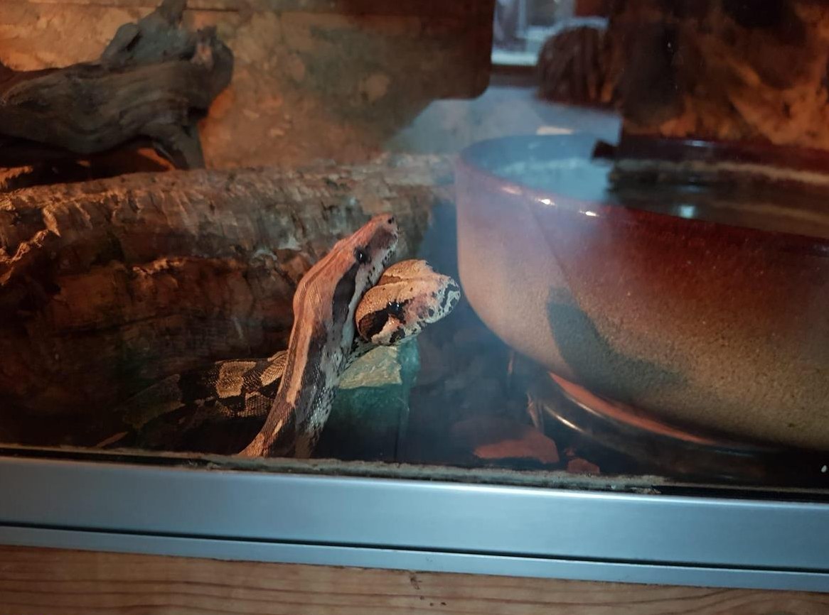 2 Boa Schlangen mit Terrarium abzugeben