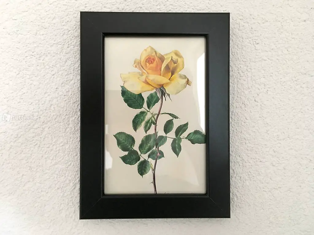 Vintage Rosen Bild #2