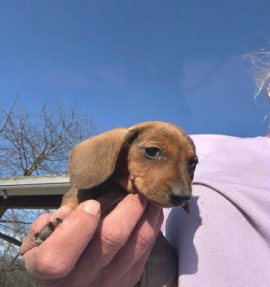 Wunderschöne Zwergdackel