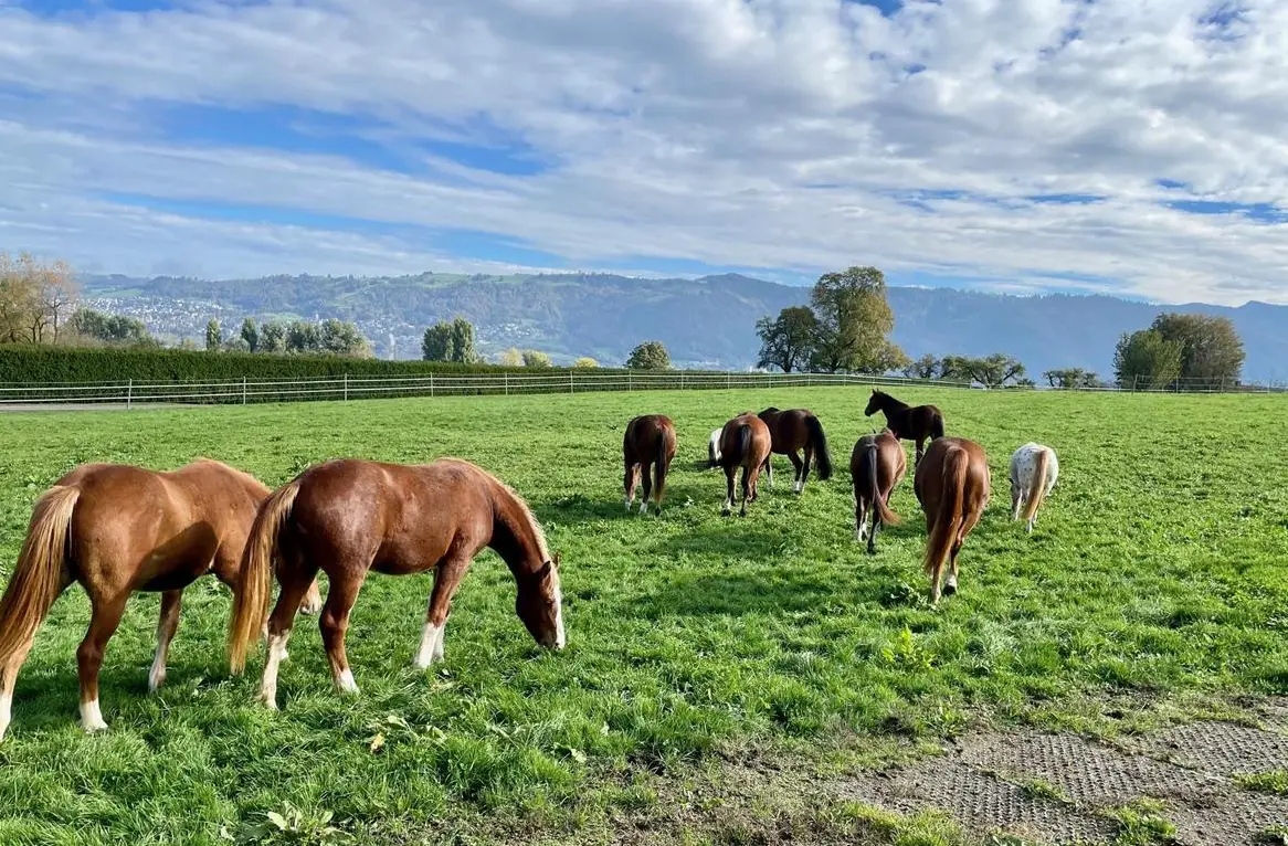 Suche Stallmitarbeiter/-in und Praktikanten in Aufzuchtstall