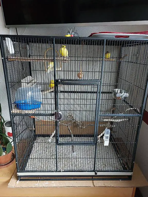 Kanarienvögel mit Käfig