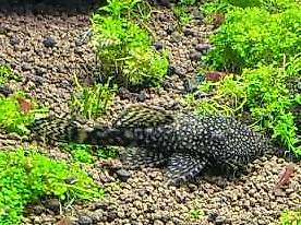 Welse -- Antennenwelse Wels