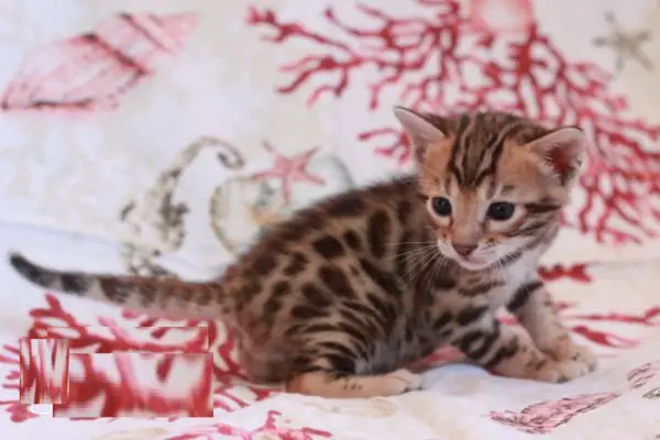 Bengal-Katze reinrassig