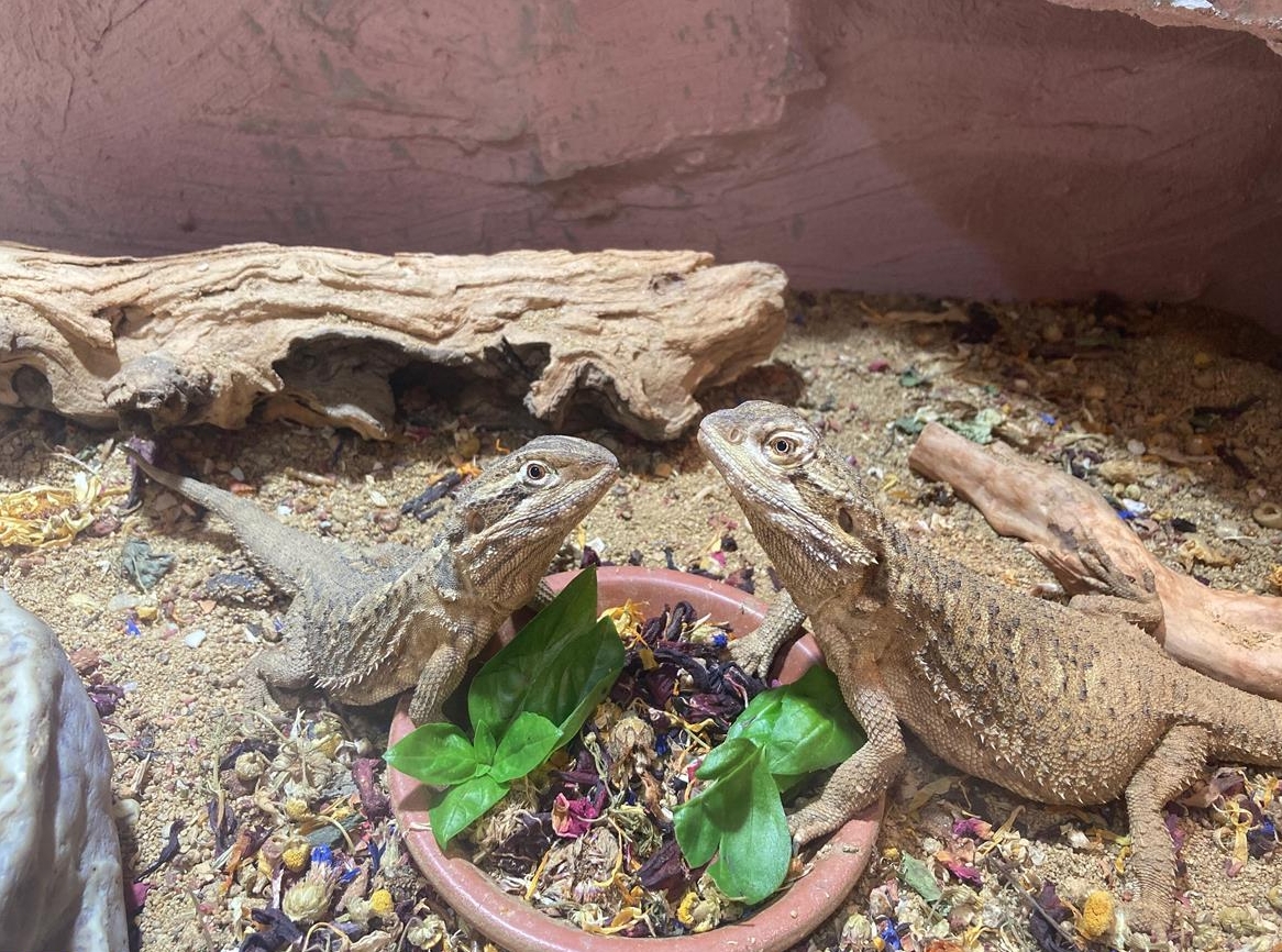 2 Zwergbartagamen mit Terrarium suchen neues Zuhause