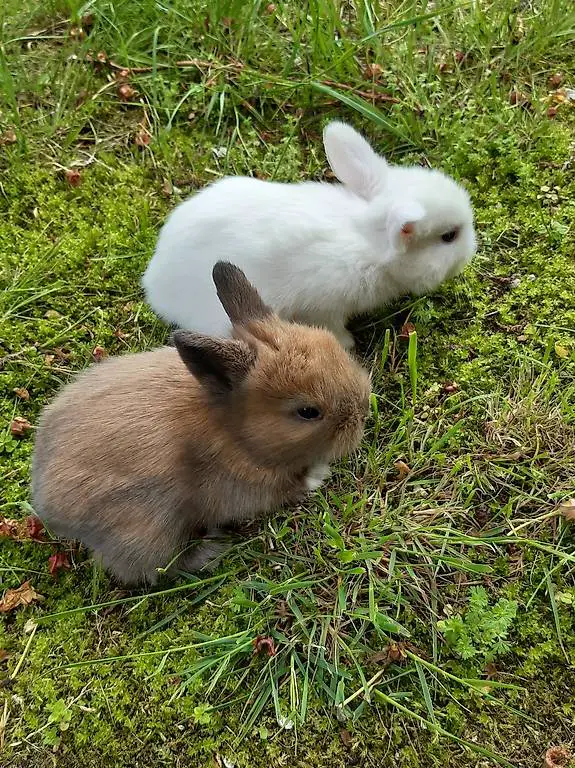 conigli nani testa di leone