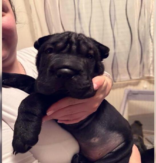 Noch 1 Shar Pei Welpen abzugeben