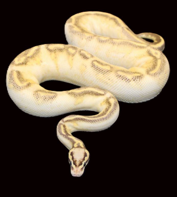 1.0 Highway, Citrus Pastel