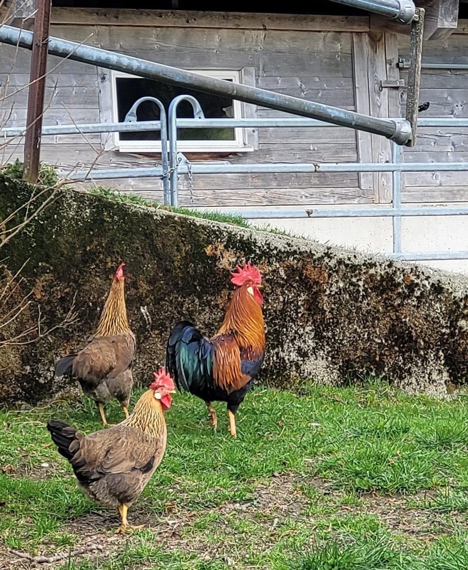 3 Hühner und Hahn der Rasse Italiener zu verkaufen