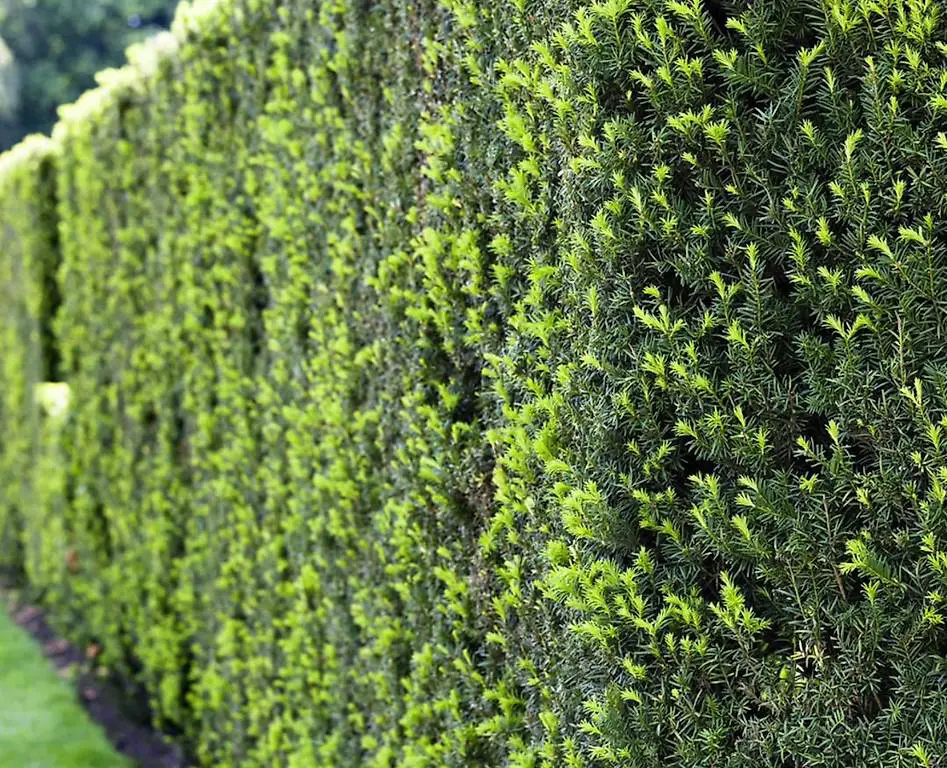 Heimische Eibe (Taxus baccata) - Mengenrabatt