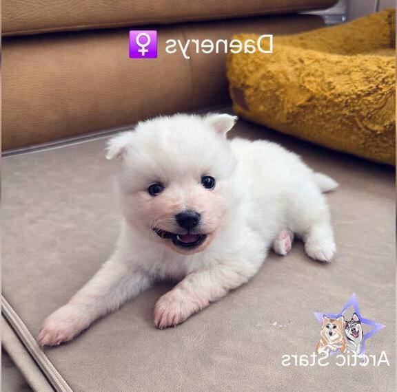 Pomsky F3 Welpen mit Ahnentafel