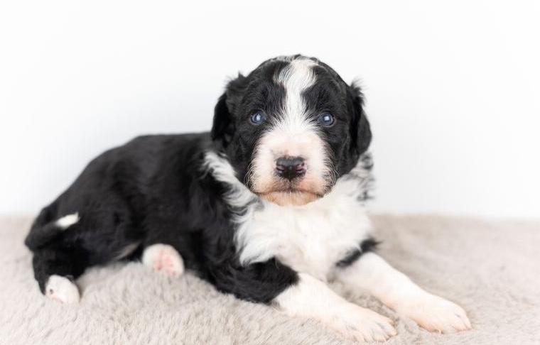 Aussiedoodle Welpen (Mini Aussie x Kleinpudel) , Doodle Welpen