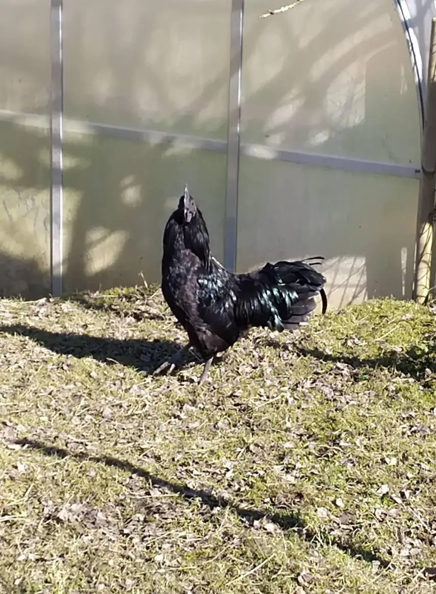 Schöner Ayam-Cemani Mischlings-Güggel