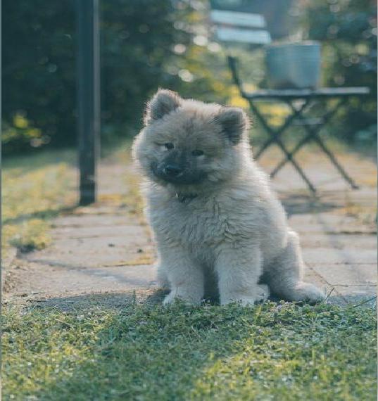 Eurasier Welpen