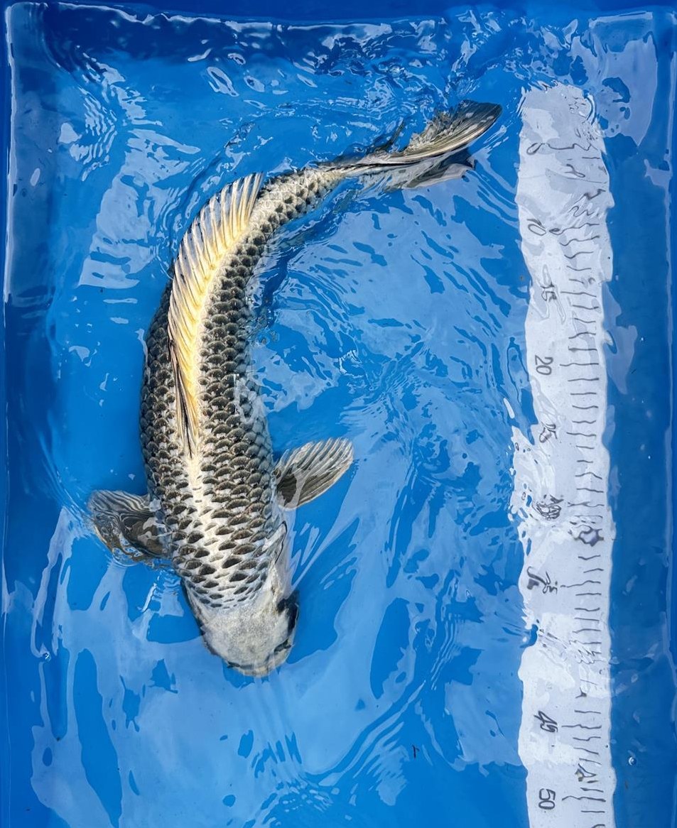 Koi Fische zu verkaufen wegen Teilauflösung