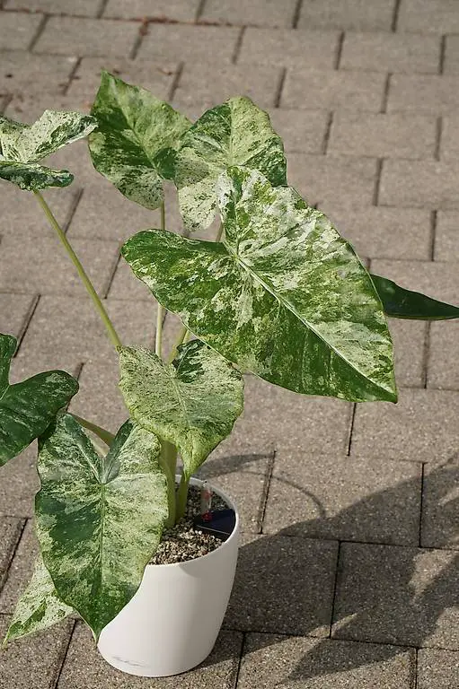 Rarität: Alocasia odora batik