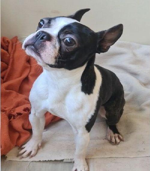 Boston Terrier Junghunde