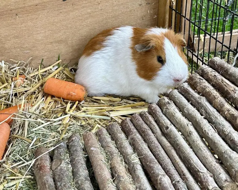 1 Glatthaar Meerschweinchen, männlich GRATIS abzugeben