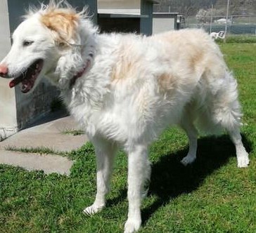 Taube Barsoi Mischlingshündin Amira, 5-jährig