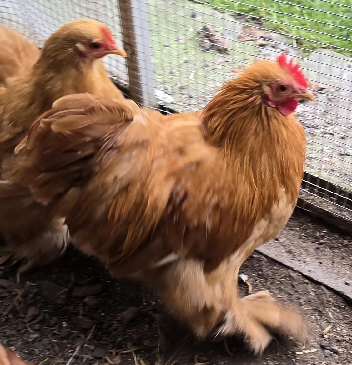 Zwerg Cochin Hahn sucht seine Hühnerschar