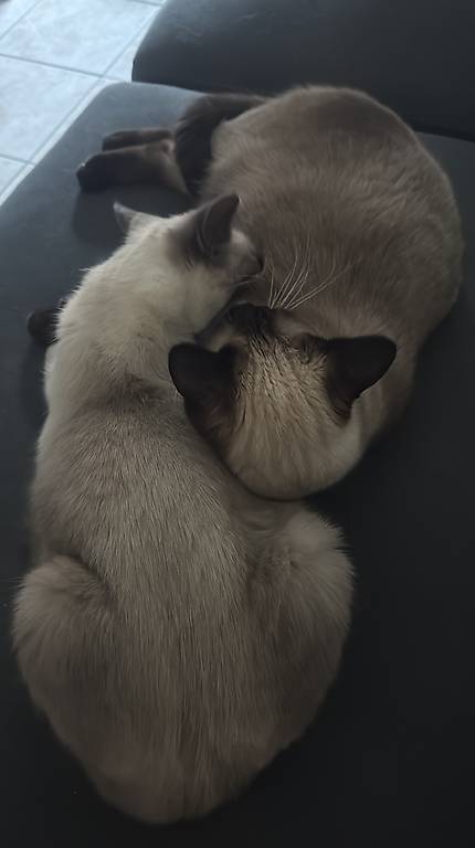 Vendo 2 Gatti siamese