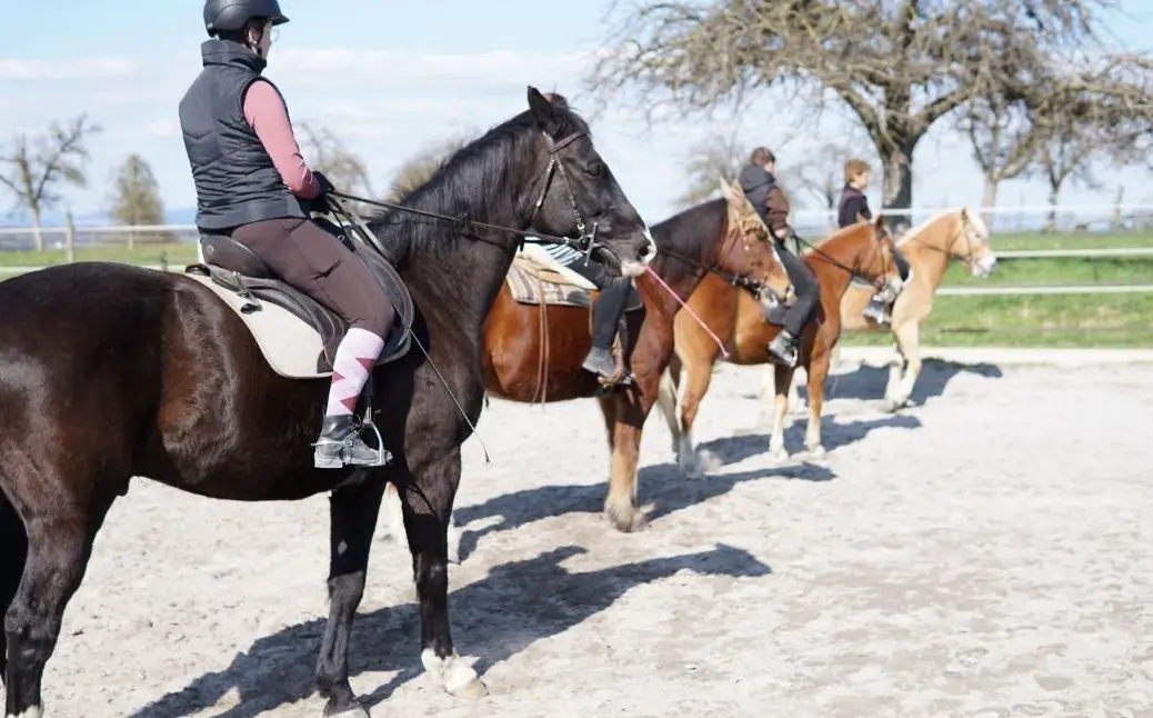 Biete eine Reitbeteiligung in Amriswil TG