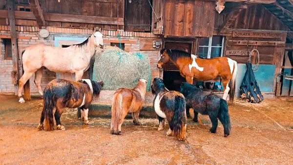 Wohnung mit Pferdestall gesucht