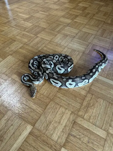 Python regius Pastave