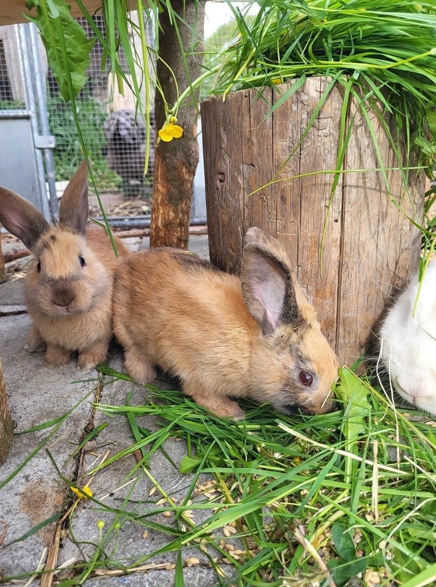 Junge Kaninchen aus Bio suisse Hof zu verkaufen