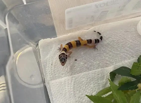 Leopardgeckos aus eigener Zucht