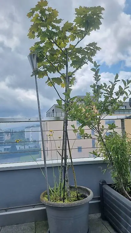 Ahorn Baum in Topf, 2m, Lebensbaum