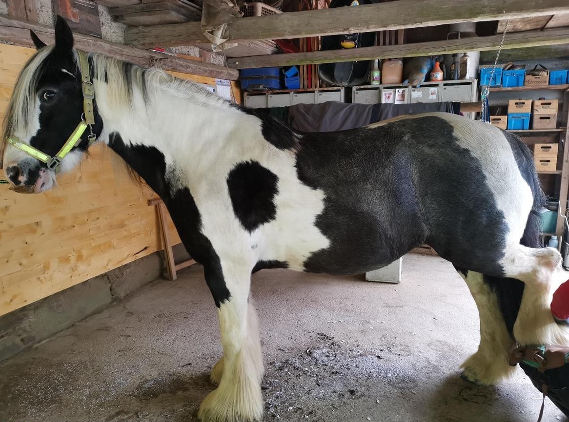 Tinker Stute / Besteller zu verkaufen