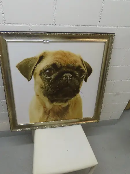 Neues Moops Bild mit Rahmen