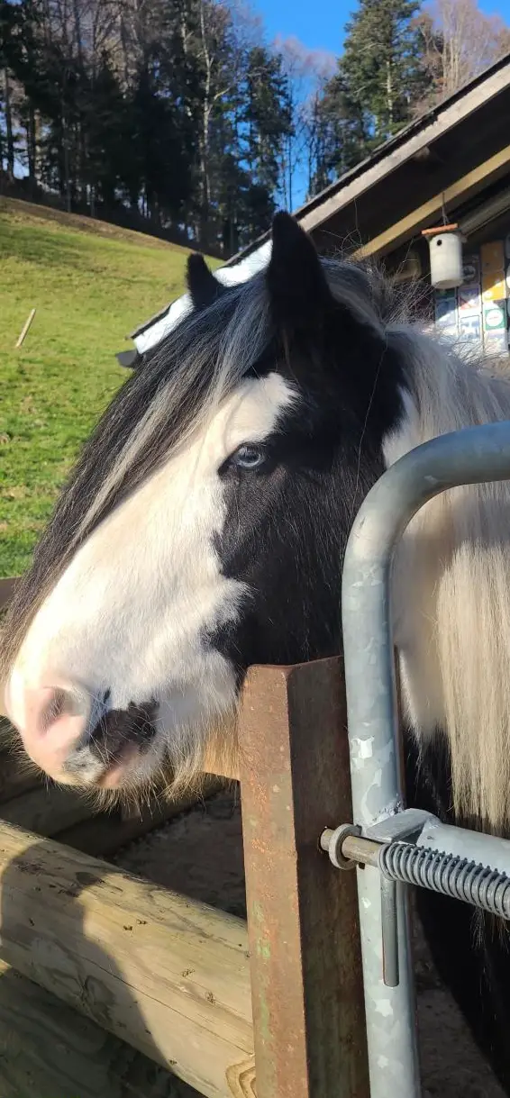 Reitstunden und Bodenarbeitsstunde, ZH-Oberland