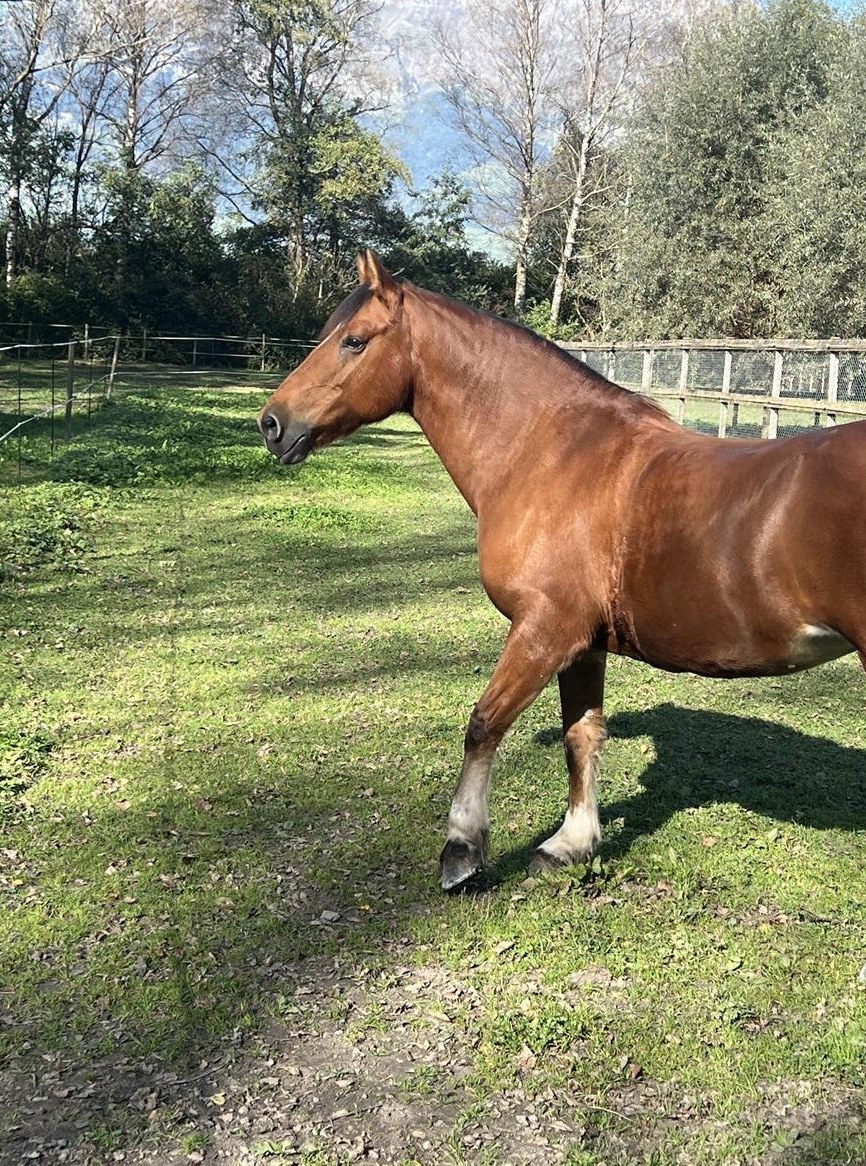 Reitbeteiligung für liebe Freiberger Stute in Schaan im Riet